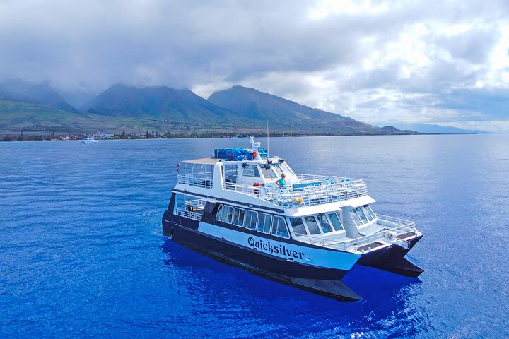 Turtle Town Afternoon Snorkel & Whale Watch! (MAUI/Lahaina Harbor) image