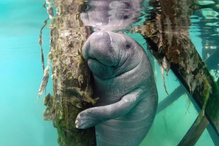 Crystal River Manatee Swimming Experience image