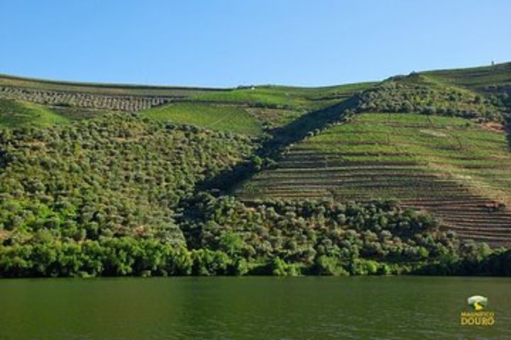 2-hour Rabelo Boat tour in Pinhão image