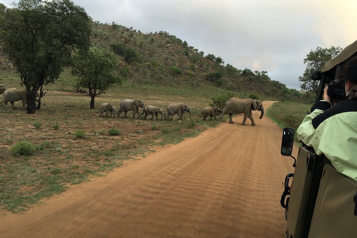 Pilanesberg National Park Safari from Johannesburg image