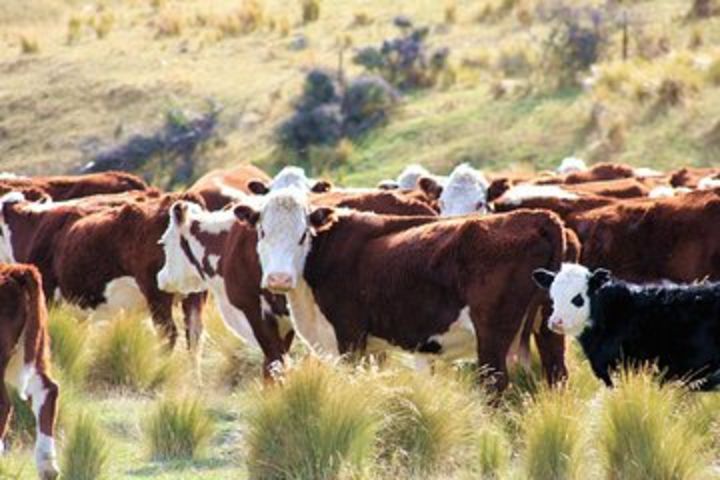 New Zealand Farm & Scenic Day Tour from Christchurch image