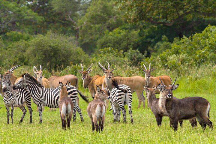 5 Day Mikumi & Ruaha Safari image