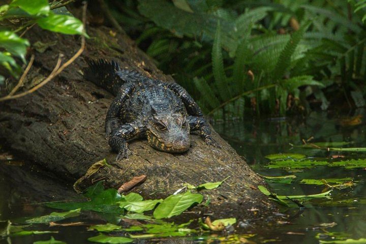 Private Tours in Takoradi image