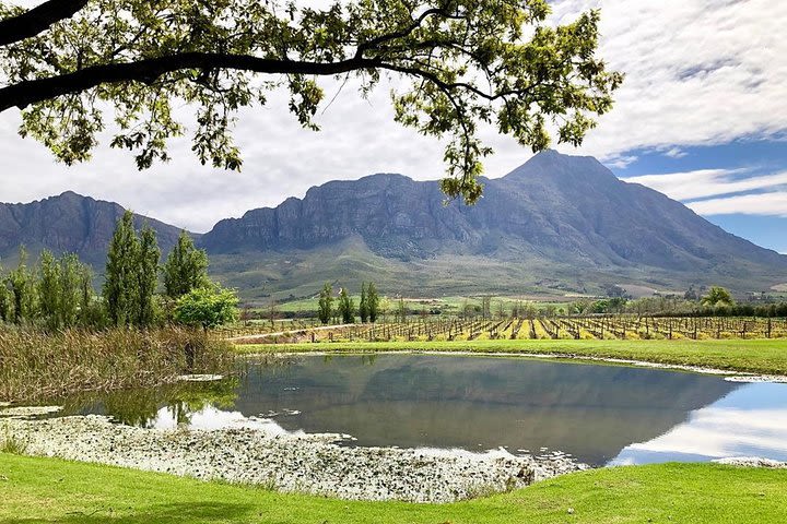 Full-Day Private Guided Cape Winelands Tour with Wine Tasting image