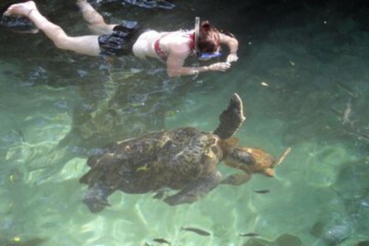 Snorkeling with Turtles in Zanzibar image