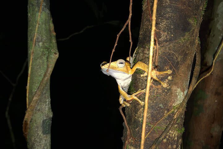 Night Frogs Tour at Kubah National Park image