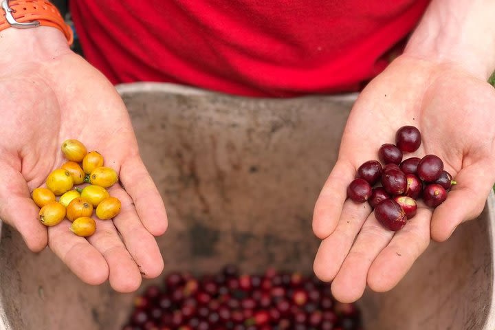 Coffee Farm Half-Day Tour (Be a Farmer for One Day) image