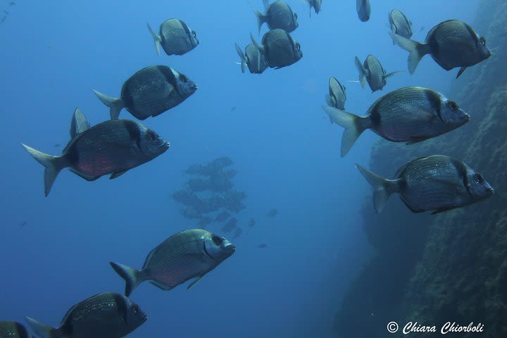 Snorkeling in the Marine Protected Area of Capo Carbonara image