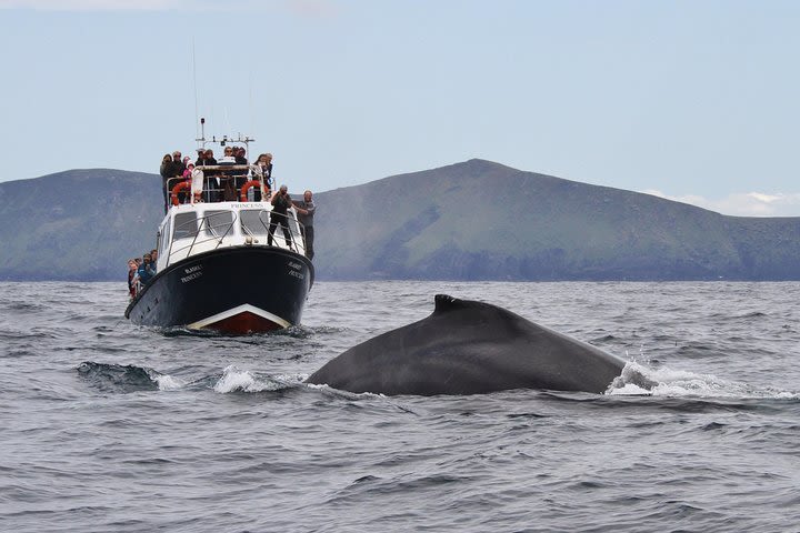 Dolphin and Whale Watching Tour from Dingle image