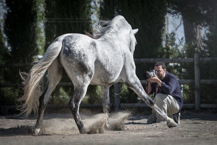 Equestrian Photography Class image