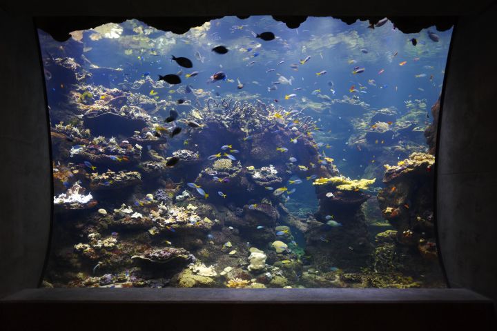 California Academy of Sciences image