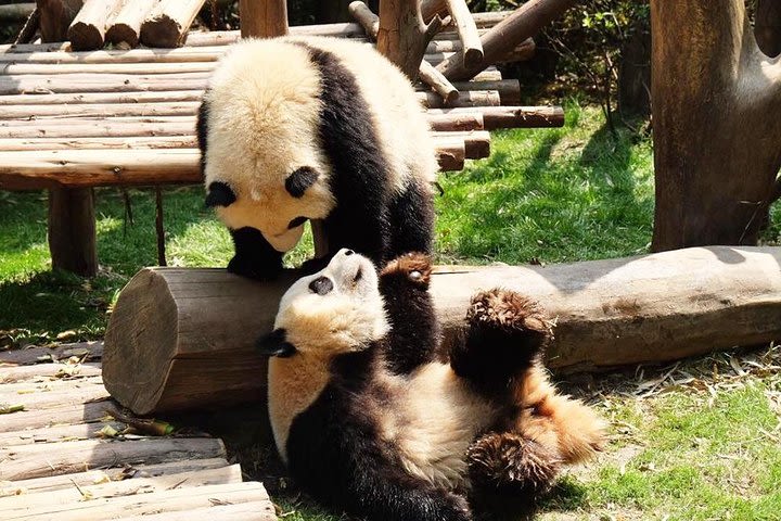 1 Day Chengdu Private Tour to Chengdu Panda Base & City Highlights Visiting image