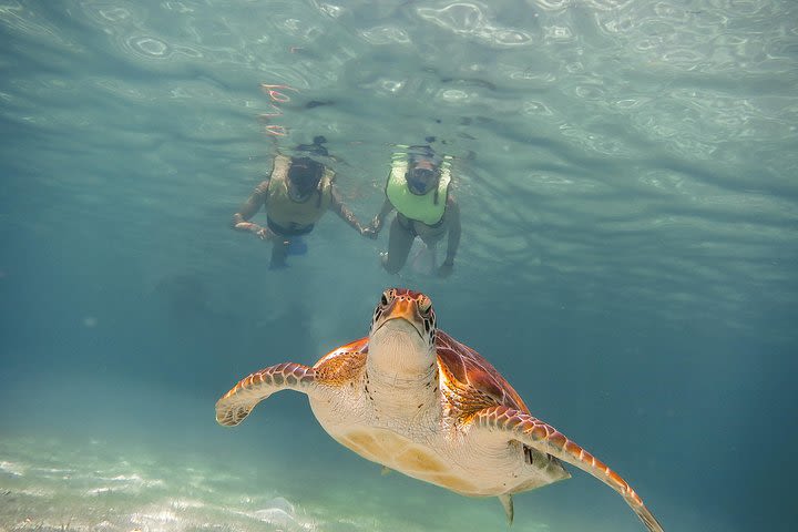 Tortugas & CenoteS snorkel With Turtles Tour image