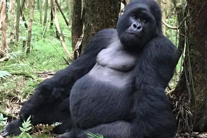 3 day Safari with Gorilla tracking in Bwindi NP image