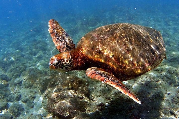 Easter Island 4-Day Adventure Tour image