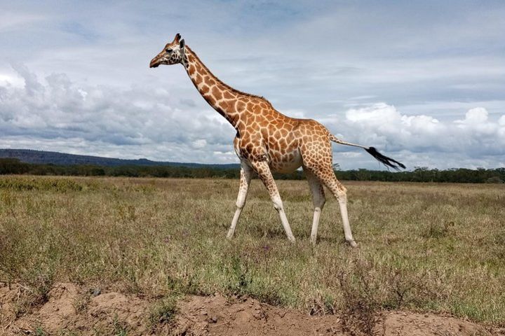 Amboseli National Park Day Tour from Nairobi image