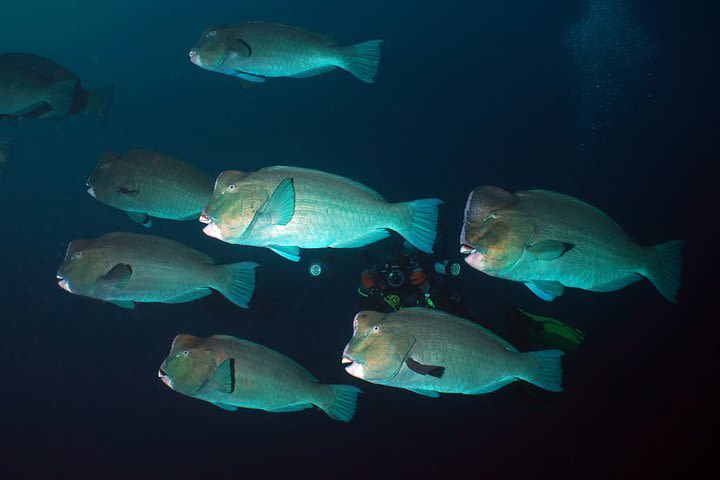 Scuba Diving at Tulamben USAT Liberty Wreck image