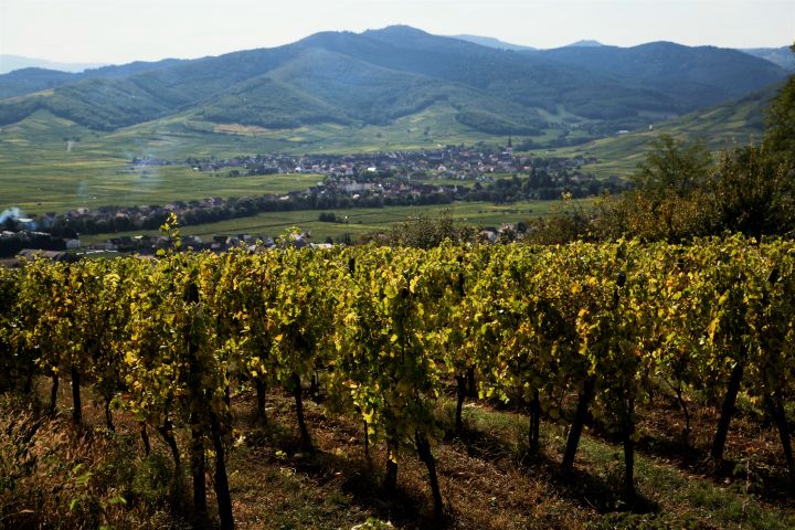 Alsace Wine Tour Full Day Trip From Strasbourg (shared) image