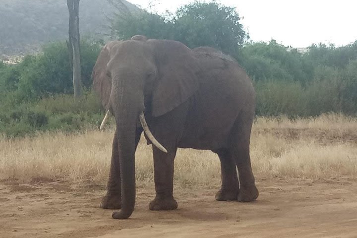 3 Days Ngorongoro crater-lake Manyara short and sweet adventure image