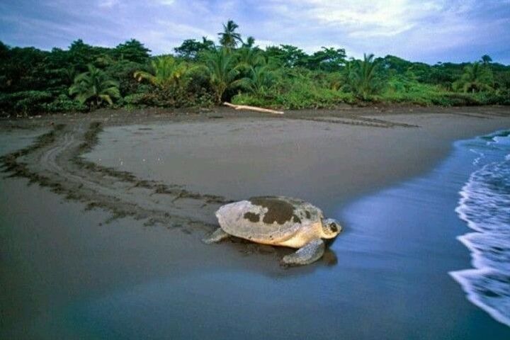 Tortuguero National Park Day Trip from San Jose image