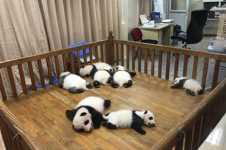 Chengdu Panda Base Tour and More As Your Wish image