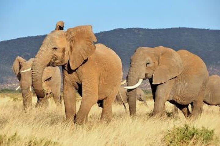 3 Day 2 Night Tsavo East NP and Amboseli Joining Safari image