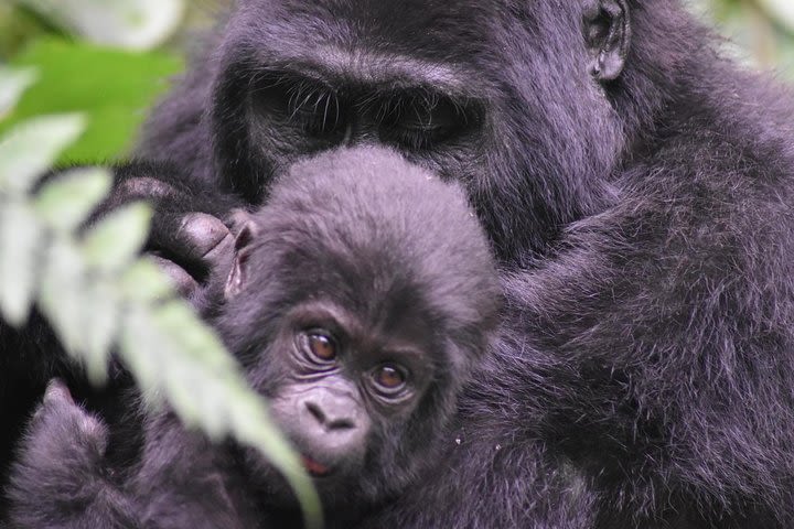 Three Days Gorilla Safaris In Uganda image