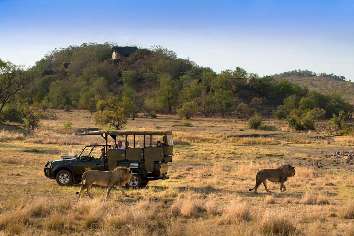 Spectacular Pilanesberg Safari Adventure image