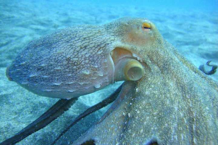 Scuba Dive for Beginners in a Turtle Area image