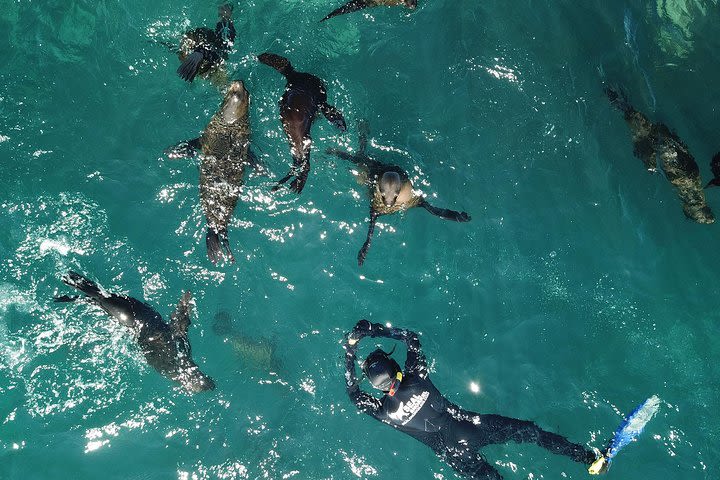 Seal Snorkeling with Animal Ocean in Hout Bay image