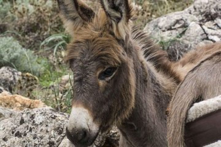 Trekking with Donkeys and Wine Tasting in Sardinia image