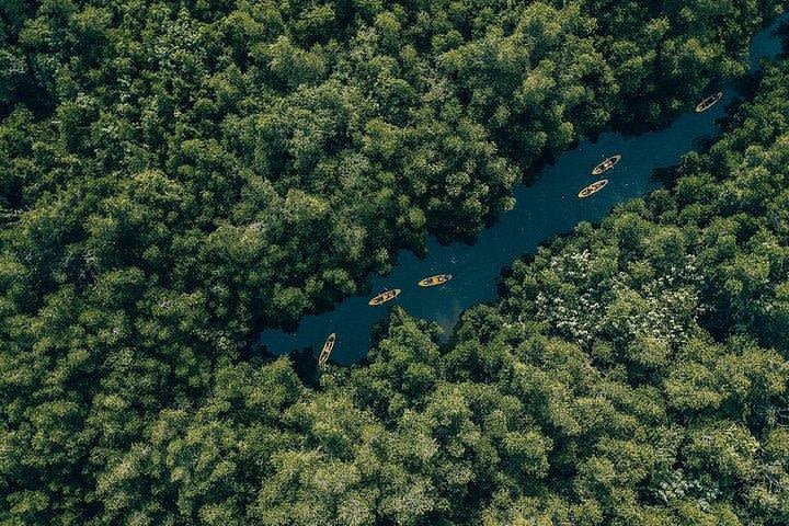 Sunrise Mangrove Kayaking - Madu River Ahungalla (+ Colombo Shuttle)  image