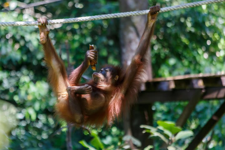 Full Day Orangutan, Sunbear, Labuk Bay image
