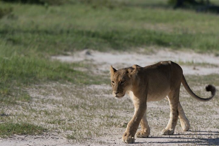 3 days 2 nights victoria falls safari tour and game drive staying at Nkosi lodge image