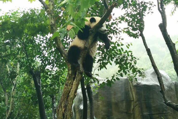 4-Hour Giant Panda Experience Private Tour With Morning Departure image