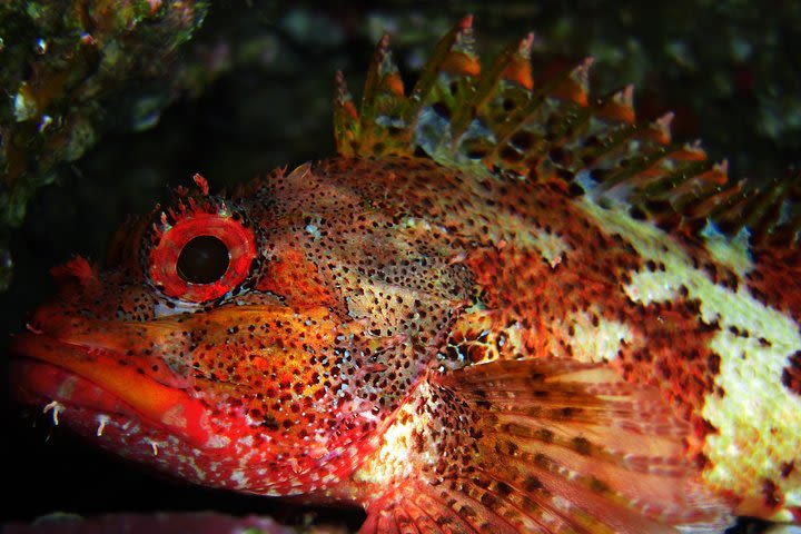 Double Scuba Diving image