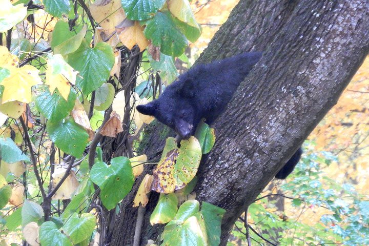 Hidden Cascade Hiking Tour in Great Smoky Mountains from Gatlinburg image