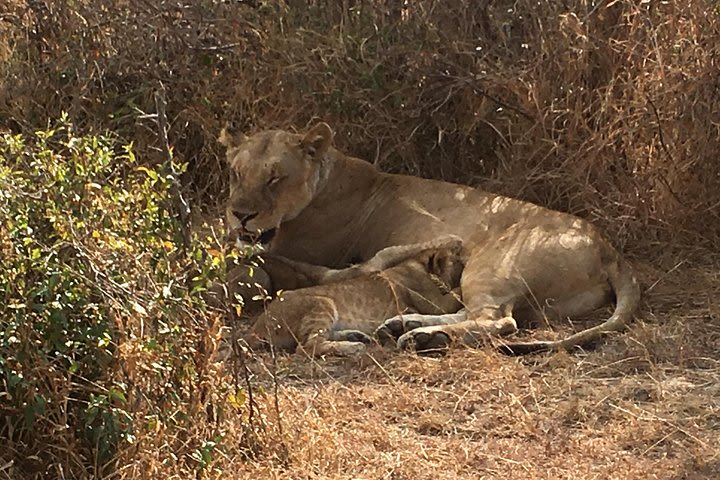 Full day safari in Mikumi national park  image