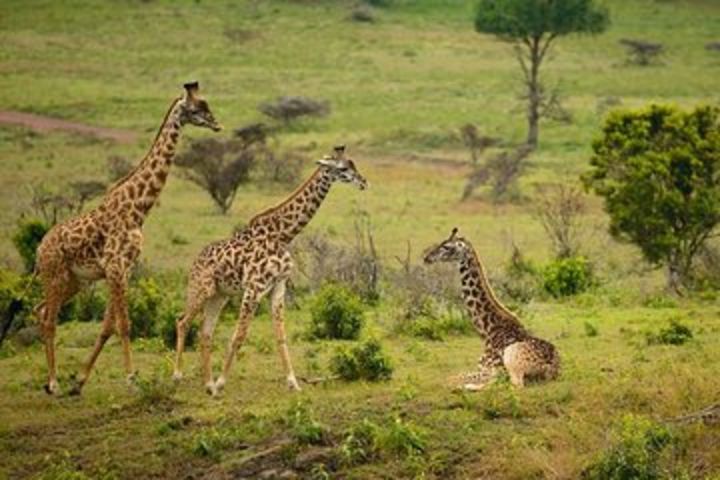 Arusha National Park Day Trip image