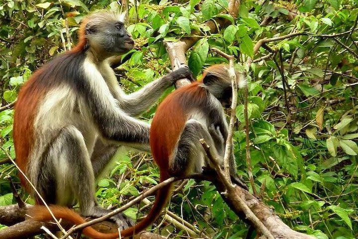 Zanzibar Jozani Jungle-Nature Walk image