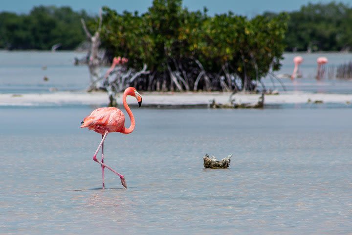 4 in 1, Cenotes, Flamingos, Salt Flats and Mayan Site (Available for Cruisers) image