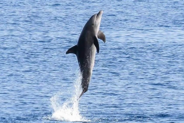 Dolphin House Sea Trip with Lunch, Water Sport, and Transfer - Hurghada image