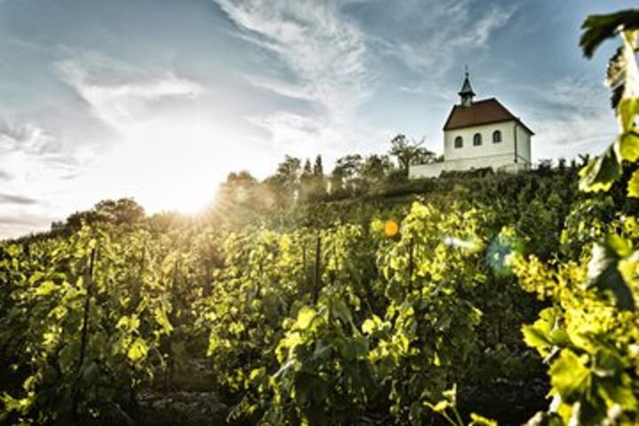 Hidden Vineyards and Private Winery Tour in Prague image