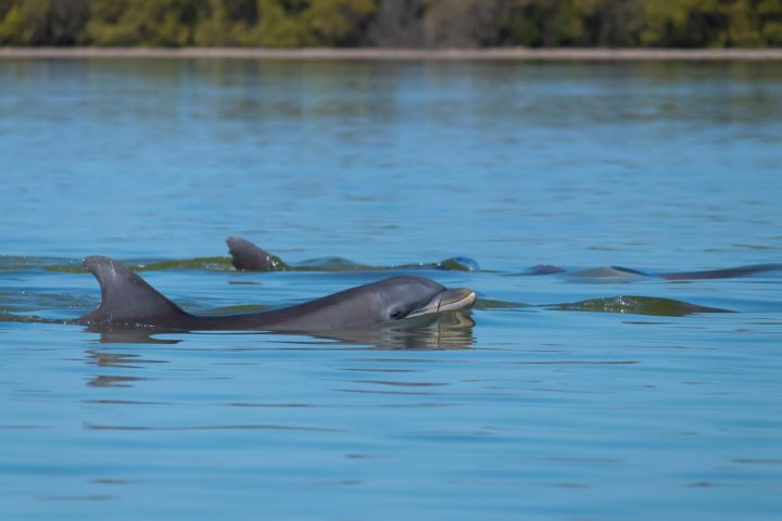 Hilton Head Dolphin Nature Tour image