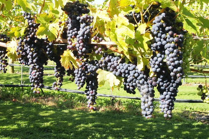 Solo Traveller Full Day Wine Gourmet and Scenic Delights Tour from Blenheim image