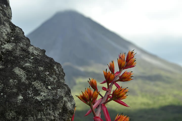 Arenal Volcano Hike + La Fortuna Waterfall & Farm Lunch image