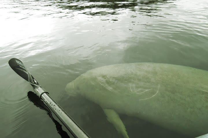 Guided Manatee Kayaking Tours through Blue Spring, State Park image