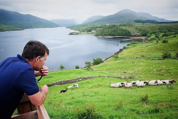 Traditional Sheep Farm Visit with Sheepdog Demo in Galway image