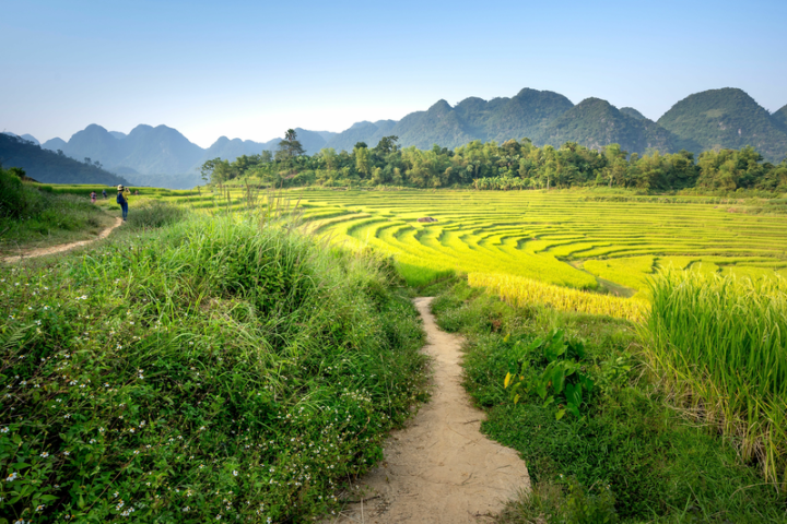 Bali's Hidden Rice Terraces Trek Experiece image