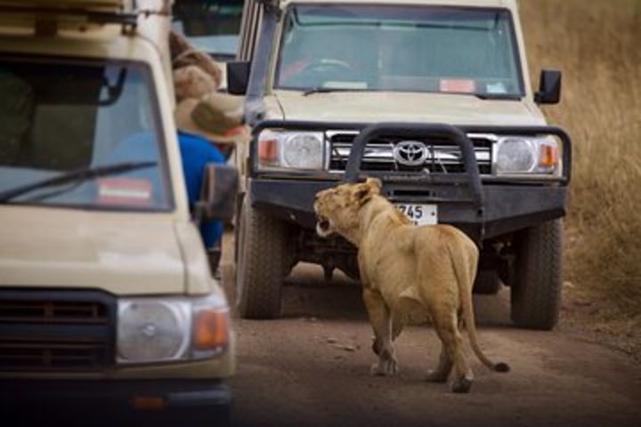 Serengeti Day Trip From Arusha image